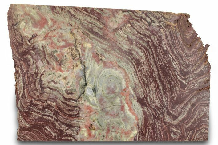 Polished, Neoproterozoic Stromatolite (Conophyton) - Morocco #276121